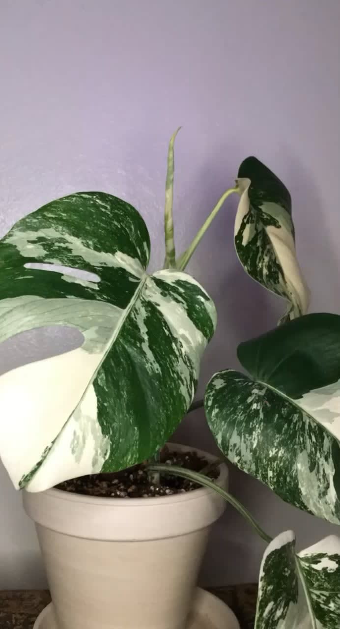I posted a pic of my babies new leaf a few days ago & was asked to post this timelapse when it was finished unfurling.. I hope you enjoy! 💕