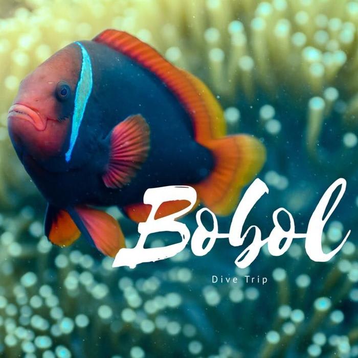 Bohol Dive Trip