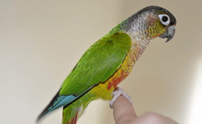 The Molinae's Parakeet or Green-cheeked Parakeet: how to raise this bird at home?