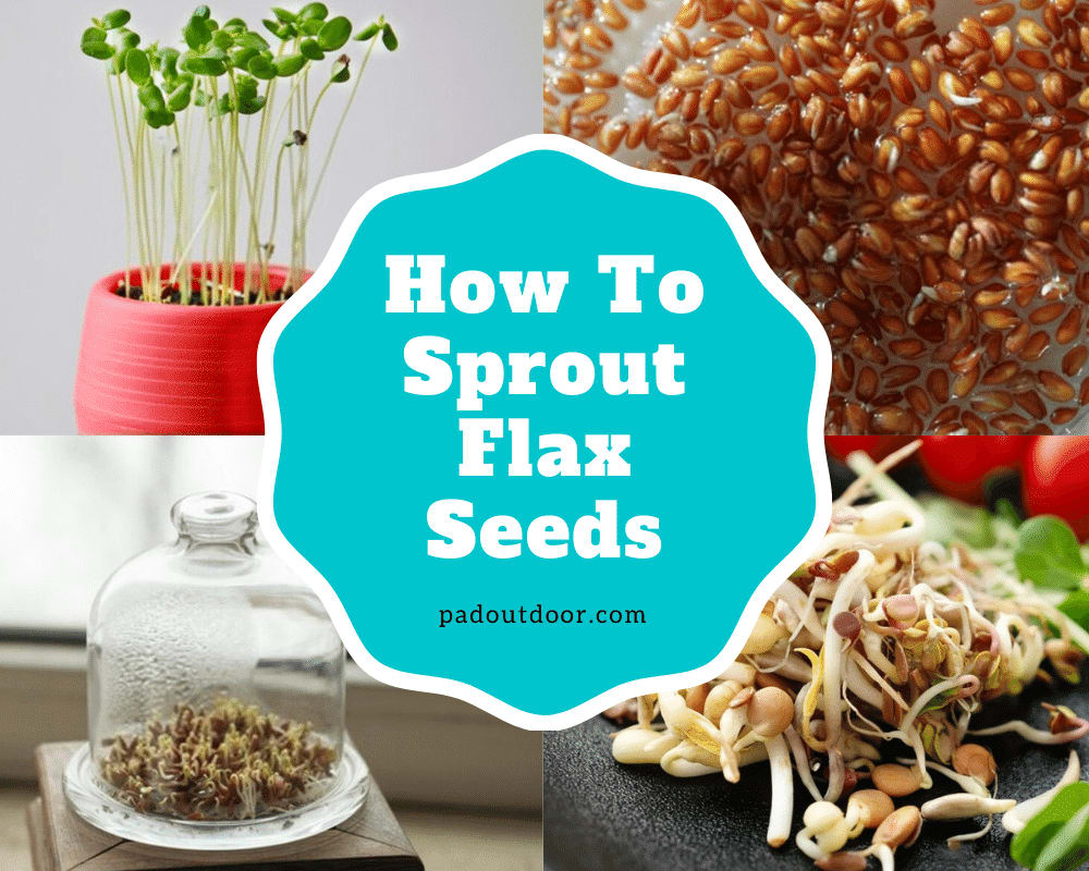 How To Sprout Flax Seeds?