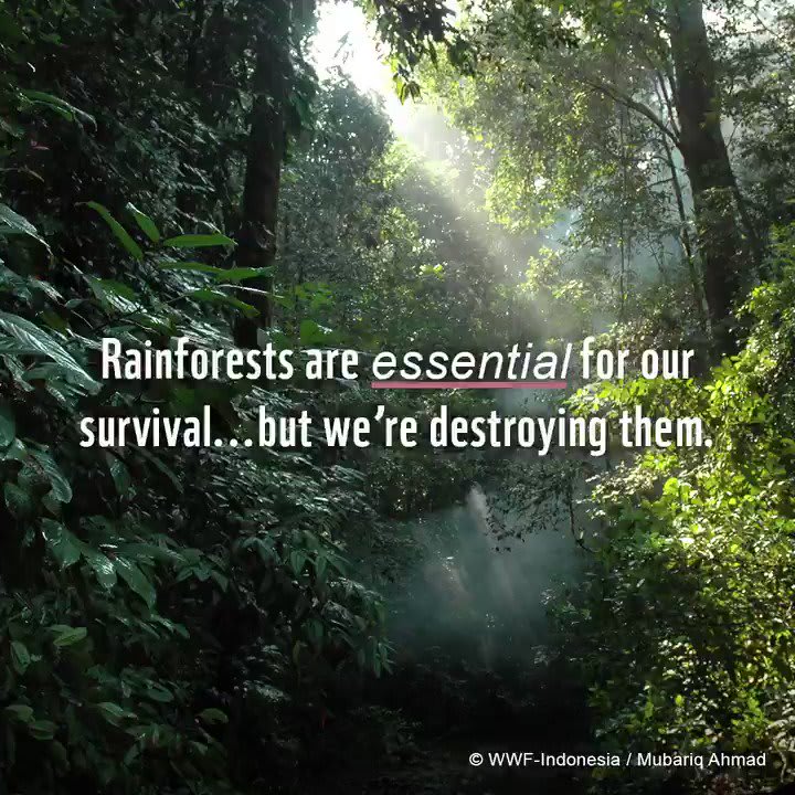 🌳Rainforests provide us with so much 👇 💊25% of our medicines come from rainforests. 🌾80% of the natural foods we eat come from rainforests. 🙏This WorldRainforestDay, let’s come together to protect these incredible ecosystems by calling on world leaders to protect nature👇