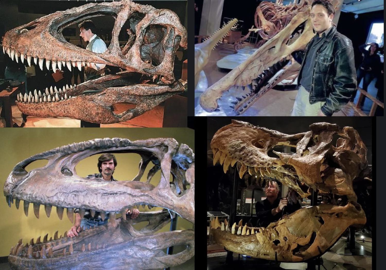 Monsters existed: Top left Carcharodontosaurus, top right: Spinosaurus, bottom left: Giganotosaurus, bottom right: Tyrannosaurus rex.