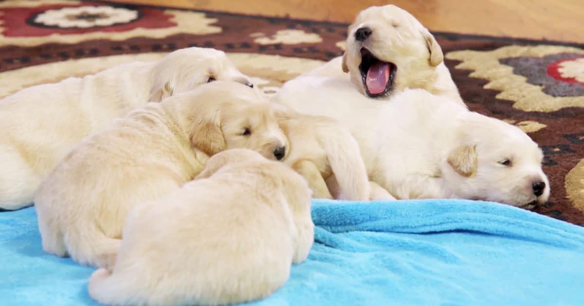 Animal Planet Will Air 94 Hours Of Puppies And Kitties Because We Need It