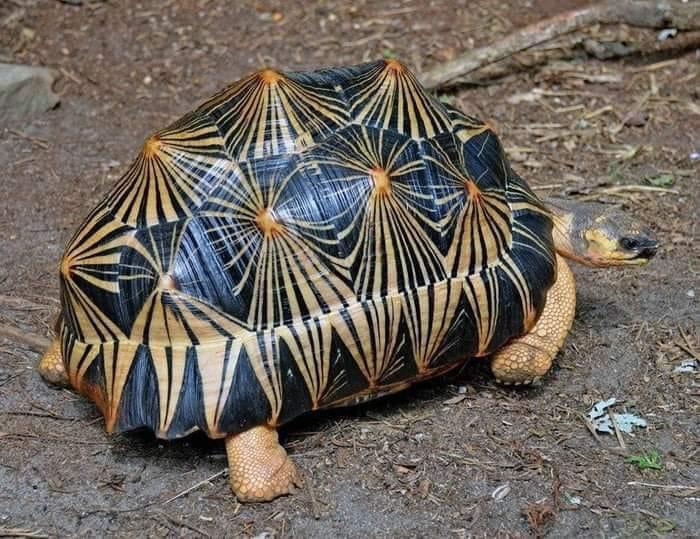 This beautiful animal is the Radiated Tortoise found in Madagascar. It has a unique high-domed carapace marked with yellow lines in a triangular shape.