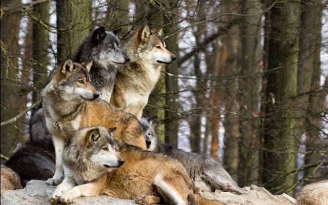 Wolf packs are returning to the Czech Republic