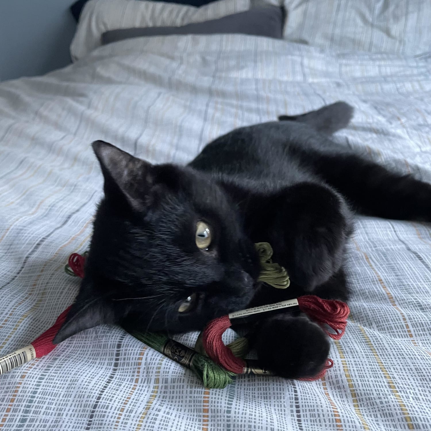[CHAT] Just adopted a kitten. Any tips for stitching with playful pets?