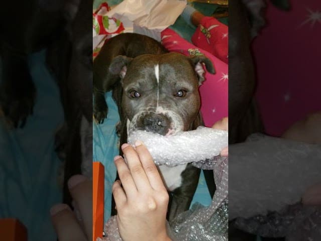My Pitbull likes to pop bubble wrap (Share like SUBSCRIBE and hit that bell)