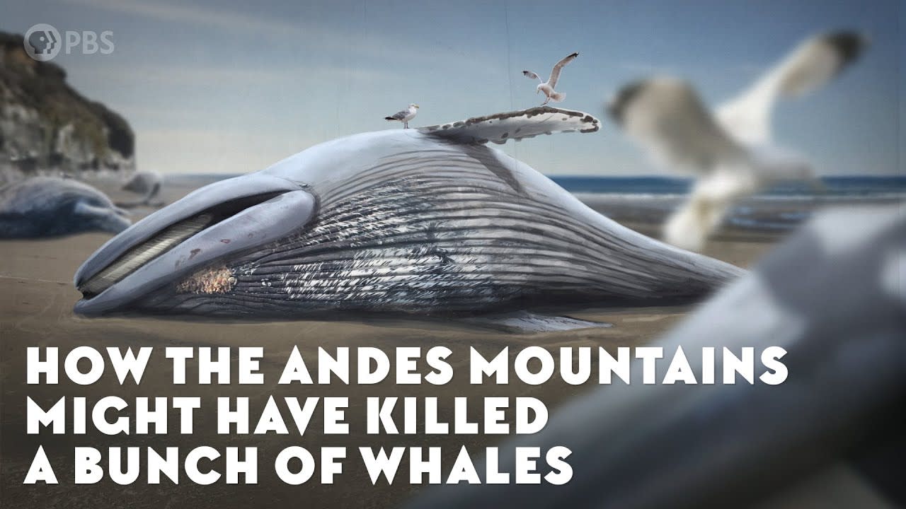 How the Andes Mountains Might Have Killed a Bunch of Whales [8:55]