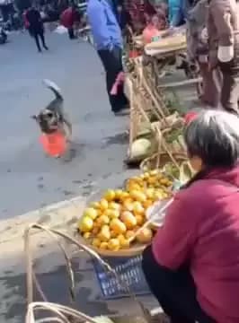 This little doggo went to the market