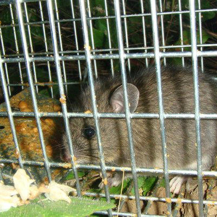 Orange County Animal Removal, Wildlife & Pest Control