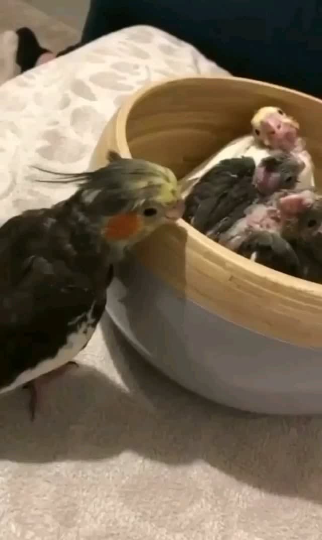 Playing peekaboo with the babies