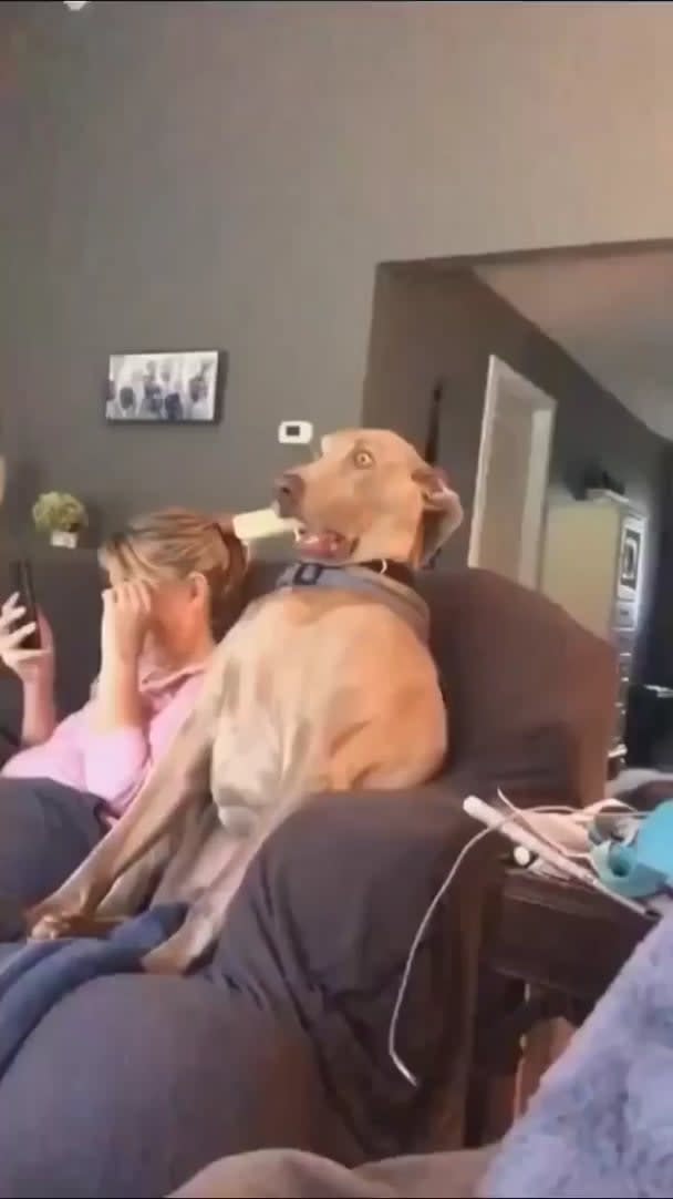 This doggo got scared while watching a movie