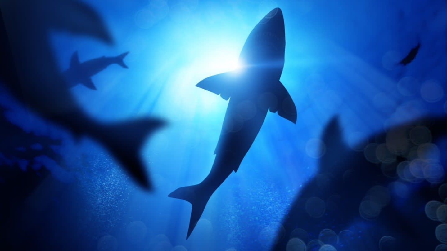 A Prehistoric Great White Shark Nursery Has Been Discovered in Chile