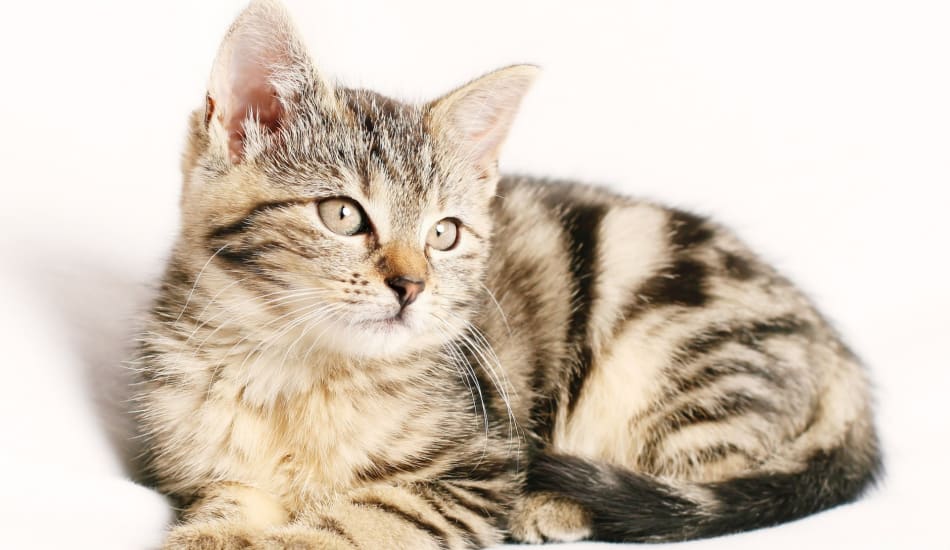 10 Warning Signs That Your Cat is Sick