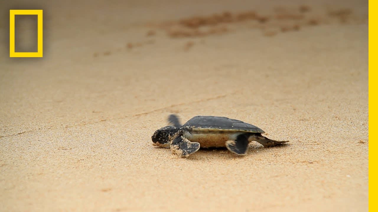 Rising Temperatures Cause Sea Turtles to Turn Female | National Geographic