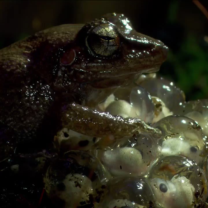 Coquí frogs are an invasive species to Hawaii. Female coquí frogs can
