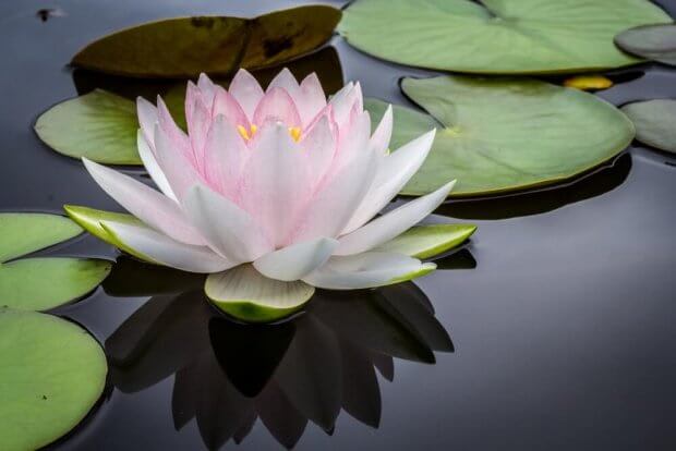 How to Grow Lotus Flower at Home Garden?