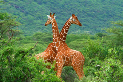South Africa Tour Packages For Honeymoon Holidays, Vacation And Safari