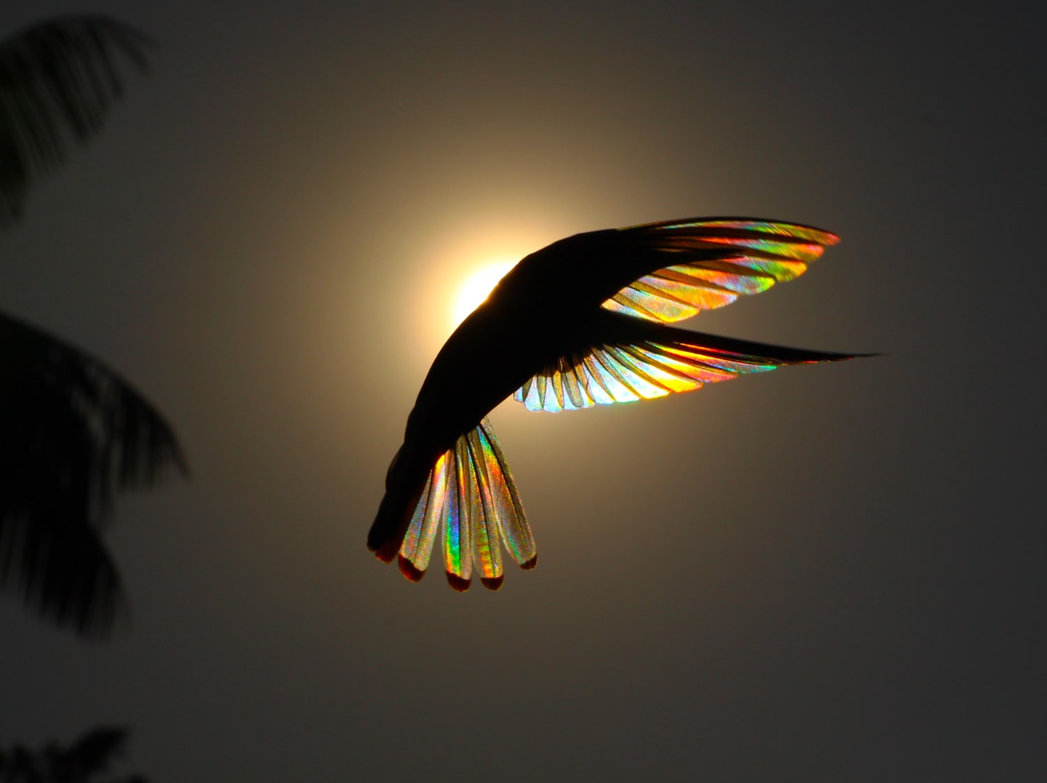 Jacobin hummingbird hovers in front of the rising Sun