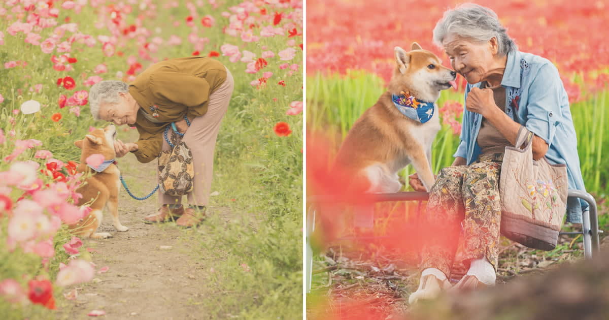 Photographer Captures Heartwarming Photos Of His Grandma And Her Shiba Inu