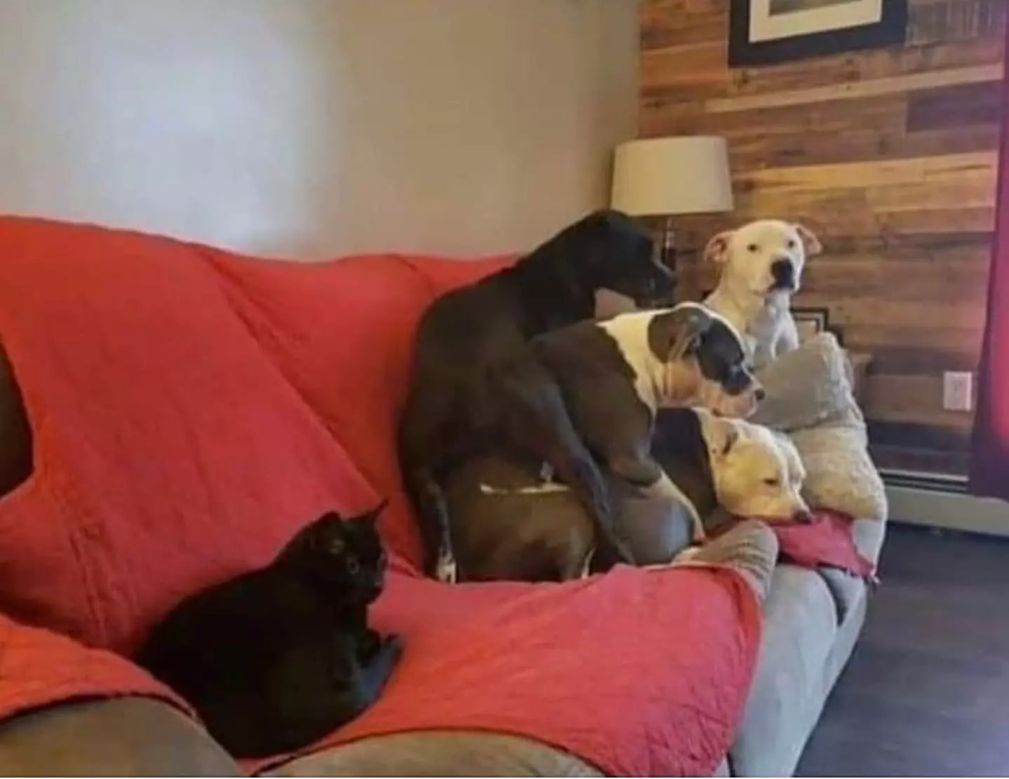 Big bad pitbulls scared to sit next to the cat!