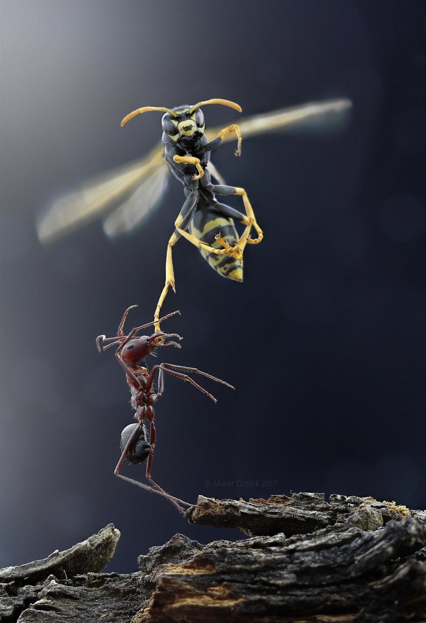 Hornet vs Ant