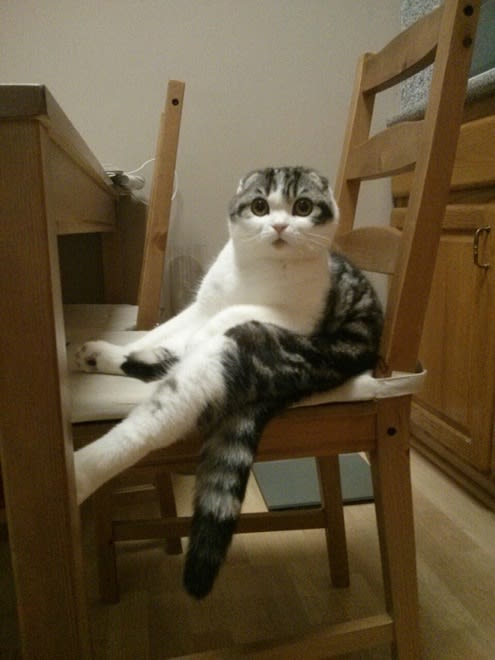 24 Adorable Pictures Of Cats Sitting Like People