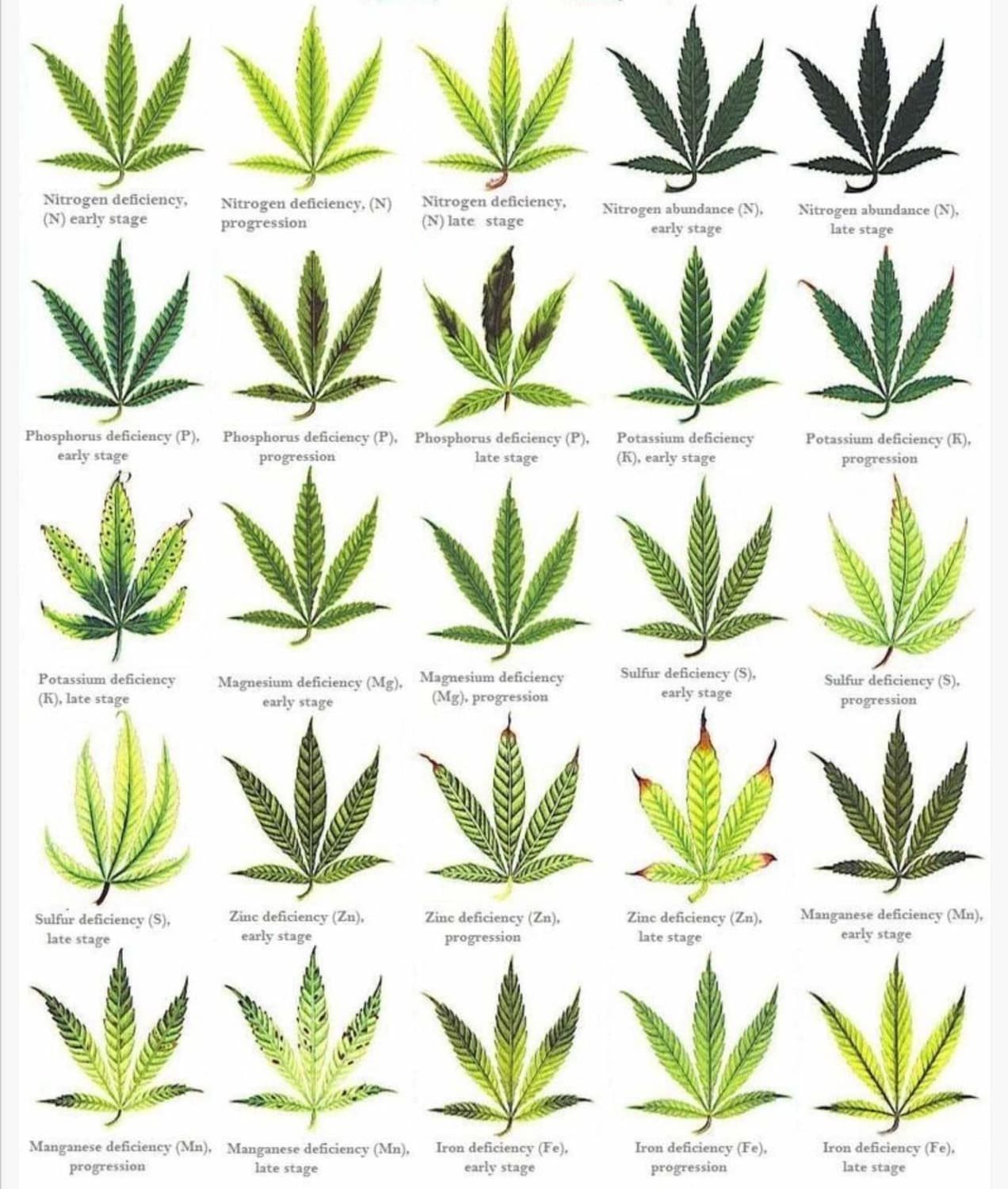 House plant diagnosis chart.