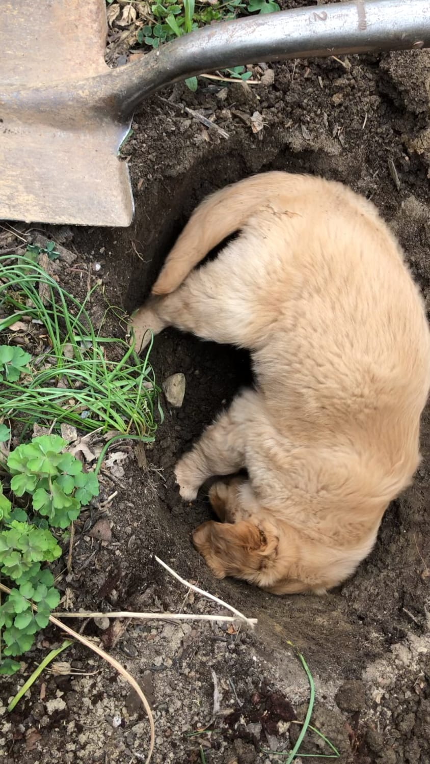 My parents just got a new puppy. She really likes to help with yardwork, but she gets tired easily!