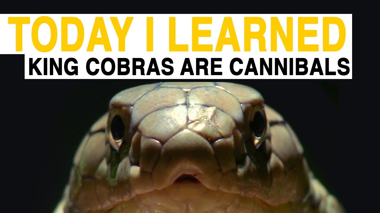 TIL: King Cobras Are Cannibals | Today I Learned