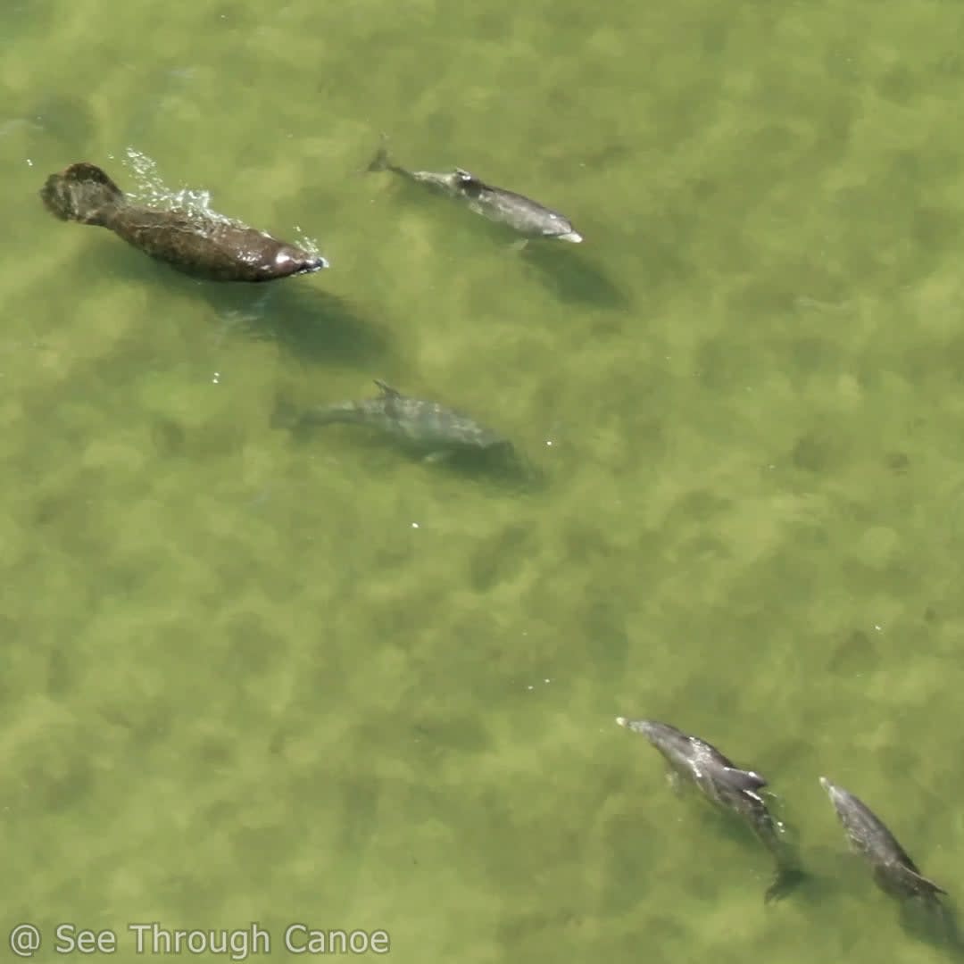 A Manatee playing with a pod of dolphins
