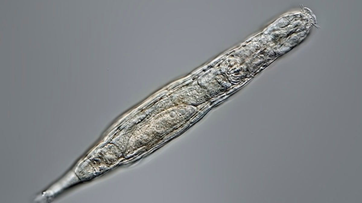 Microscopic Animal Wakes Up After 24,000 Years in Siberian Permafrost