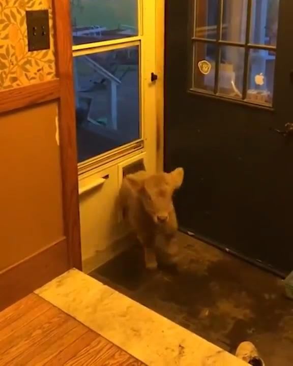 Unexpected Visitor