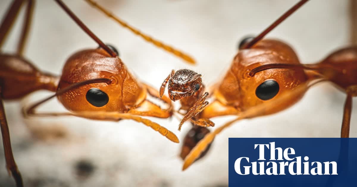 2020 Luminar bug photographer of the year – winners