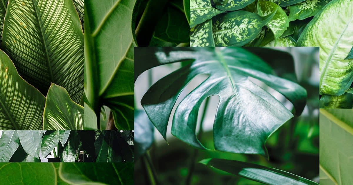 This Is How Many Houseplants You Need to Clean the Air in Your Home