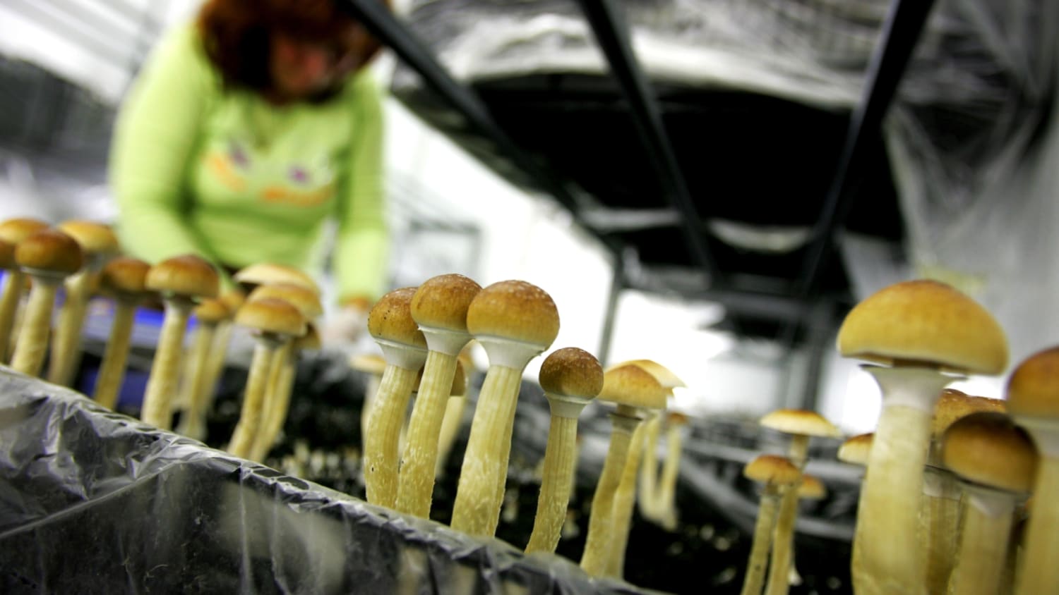 What Psychedelics Really Do to Your Brain