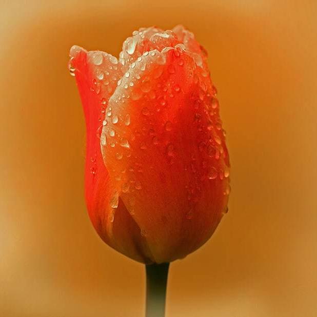 8 Strategies To Improve Your Flower Photography
