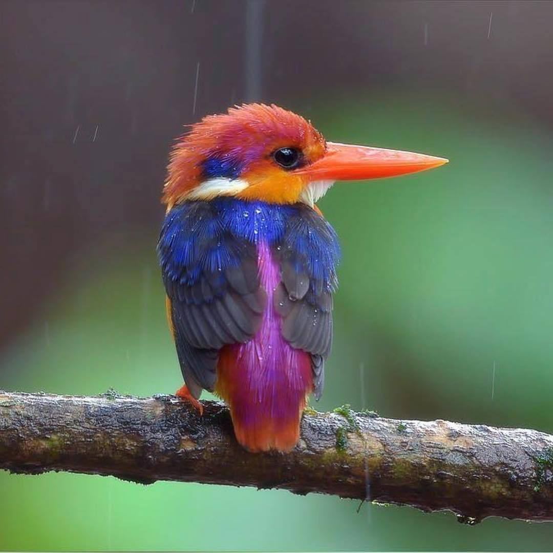 This Oriental Dwarf Kingfisher