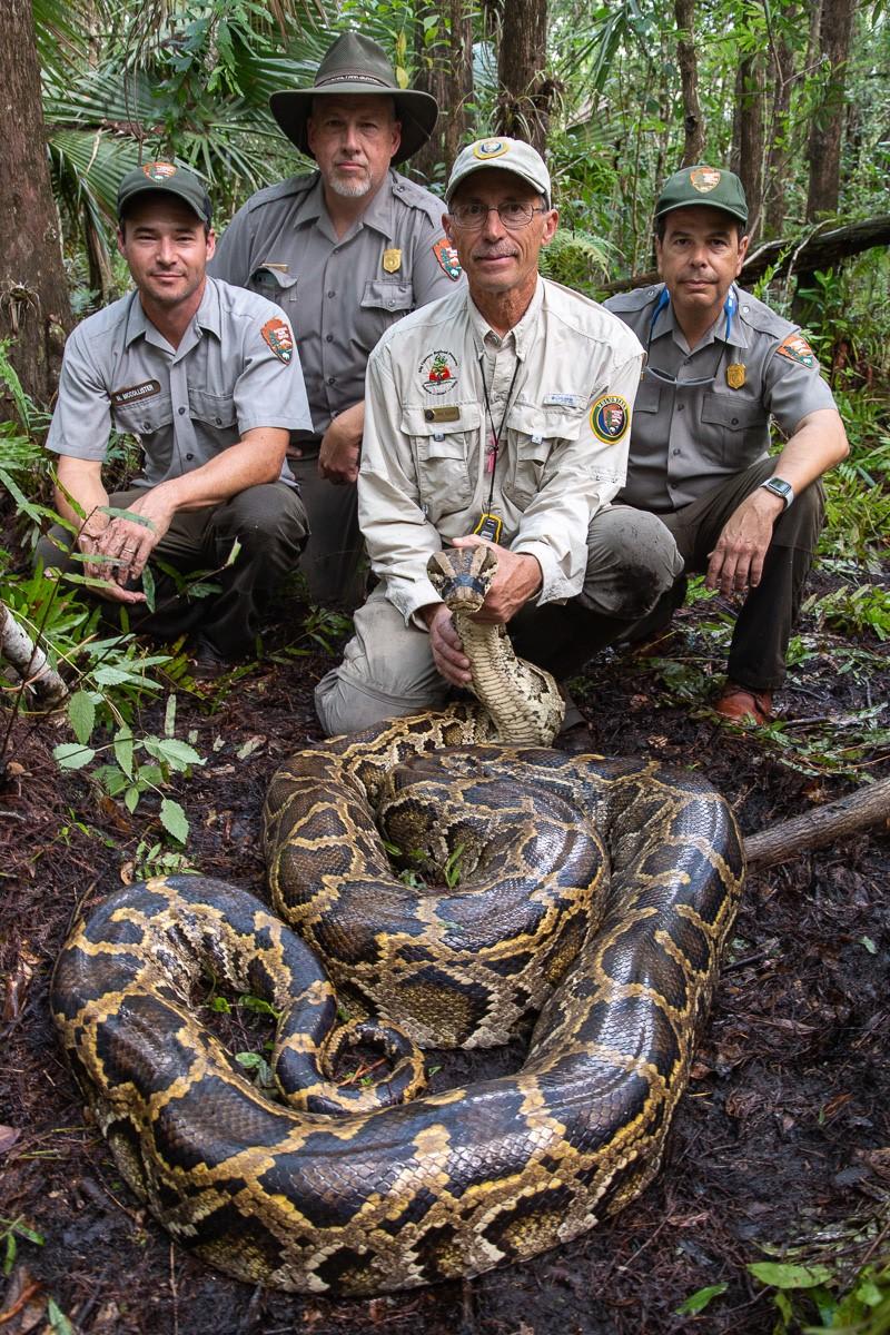 USGS and Partners Tracking and Removing Burmese Pythons in Southern Florida