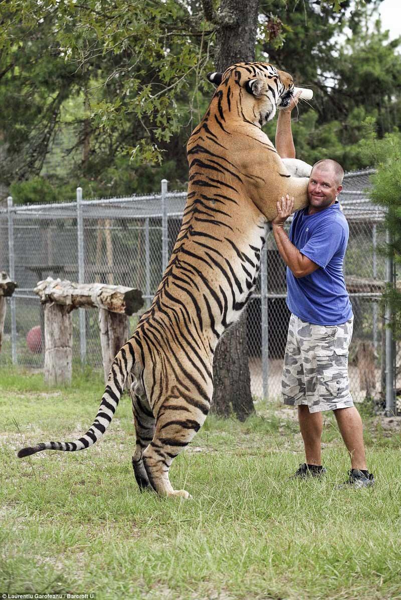 Size of a Siberian tiger (human for scale)