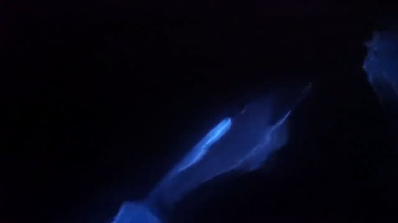 Dolphins swimming through bioluminescent algae