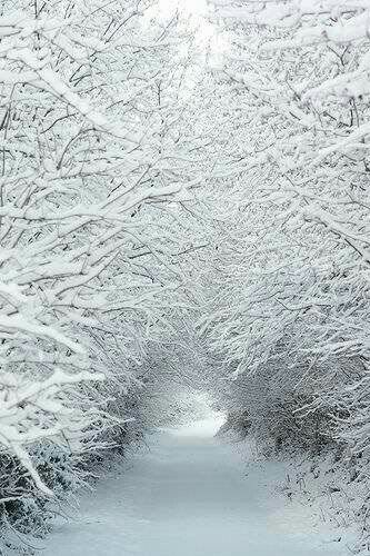 Pin by Suzann Kirmer on White | Winter landscape, Winter scenery, Snowy trees