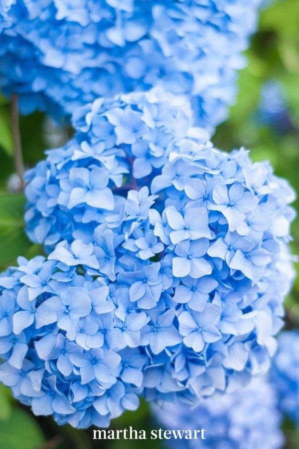 A Visual Guide to the Most Popular Types of Hydrangeas