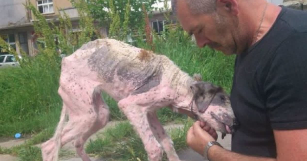 Man Approaches Dying Dog On The Street In Last-Ditch Attempt To Save Her Life »