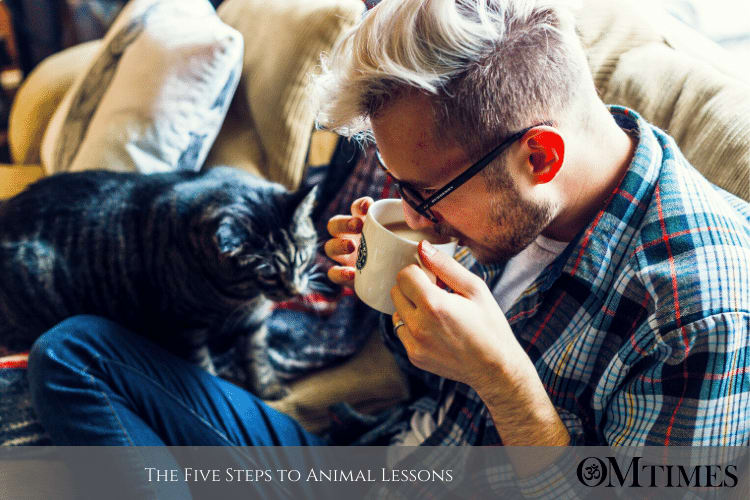 The Five Steps to Animal Lessons
