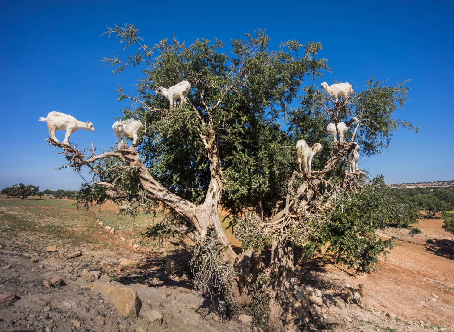 Goats in a Tree in Morocco