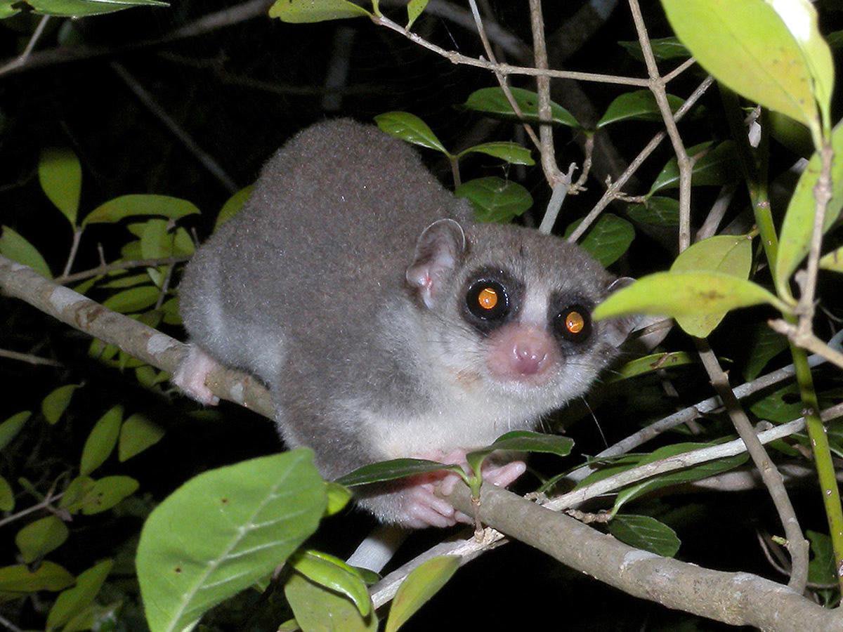 How Studying Lemur Hibernation Could Make Long-Distance Space Travel Easier One Day