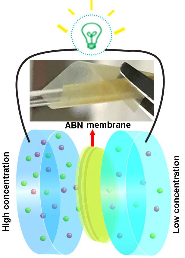 Membrane inspired by bone and cartilage efficiently produces electricity from saltwater
