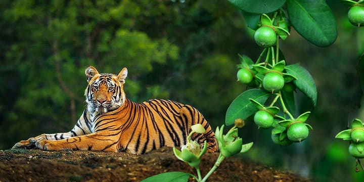 Sundarban national Forest in India / Royal Bengal Tiger/ Beautiful forest and River.