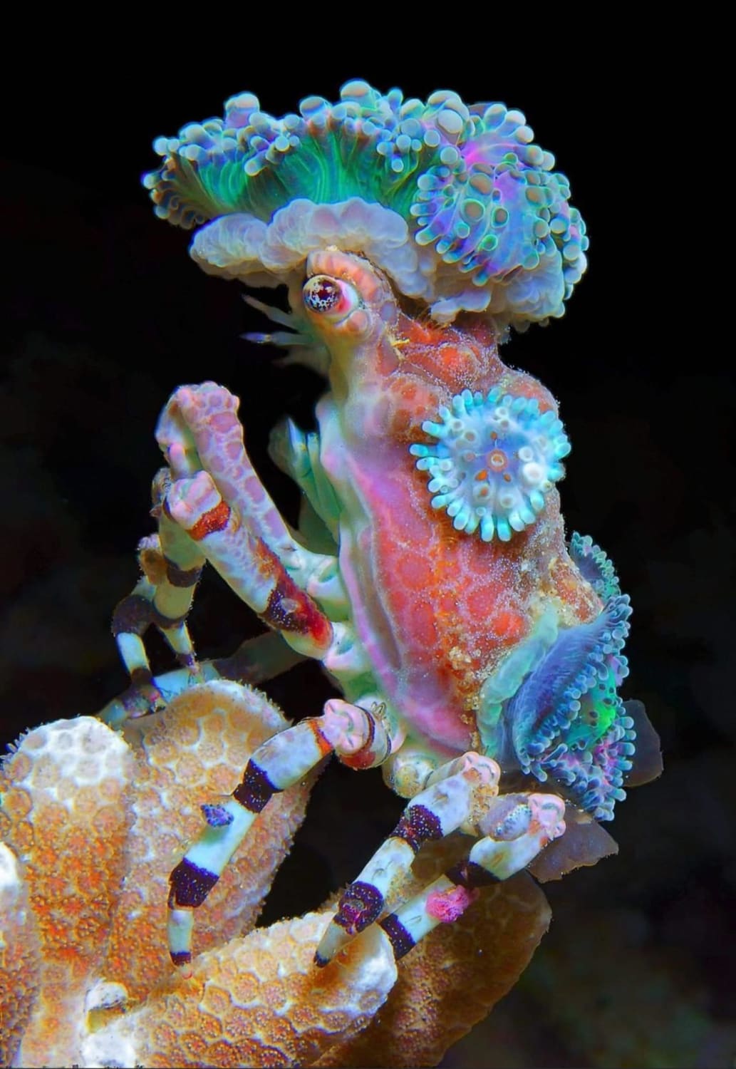 This decorator crab's camouflage